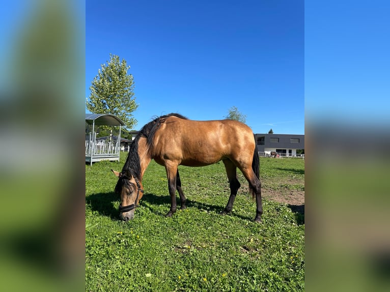 PRE Mare 3 years 15,2 hh Buckskin in Lochen am See