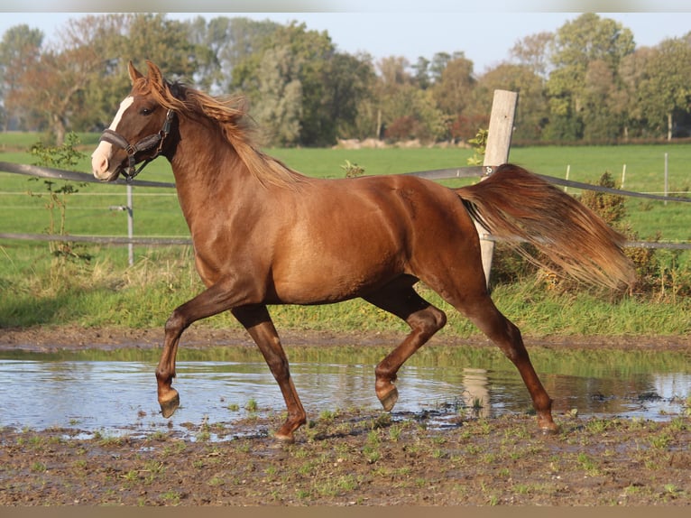 PRE Mix Mare 3 years 15,2 hh Chestnut-Red in Wremen