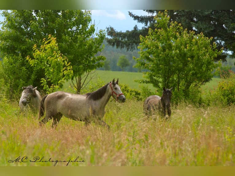 PRE Mare 3 years 15,2 hh Gray-Dapple in Polenz