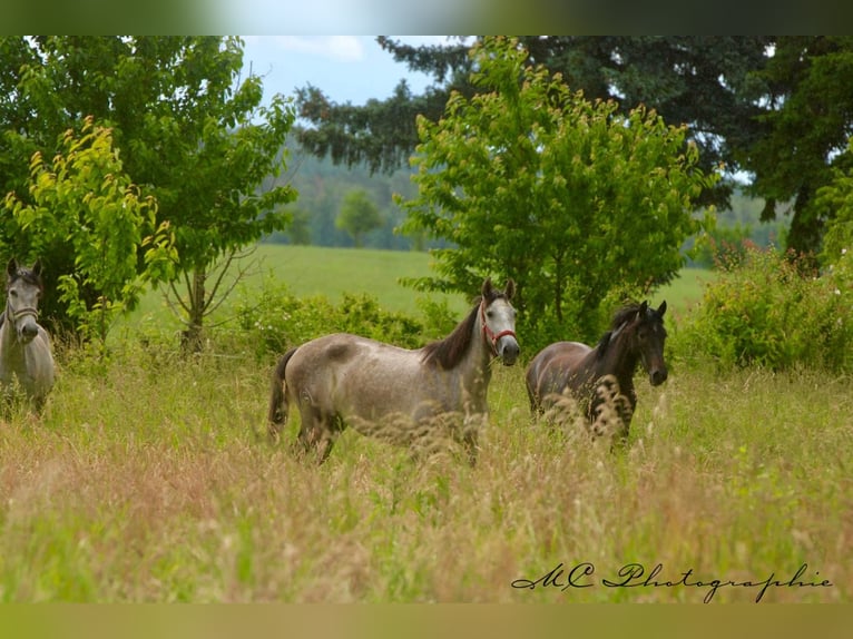 PRE Mare 3 years 15,2 hh Gray-Dapple in Polenz