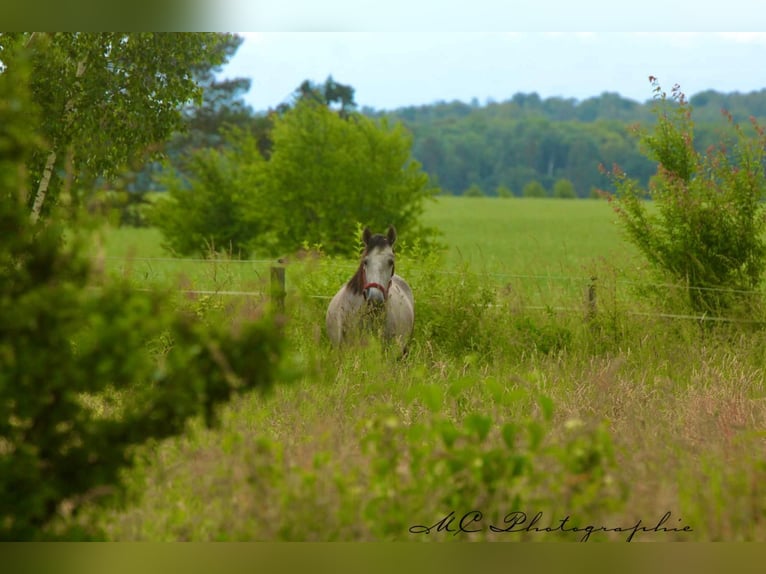 PRE Mare 3 years 15,2 hh Gray-Dapple in Polenz