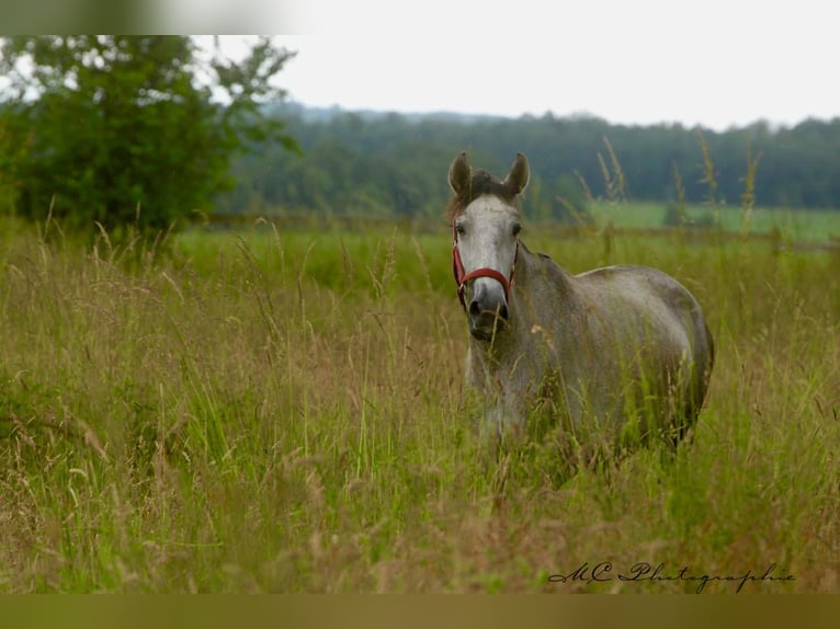 PRE Mare 3 years 15,2 hh Gray-Dapple in Polenz