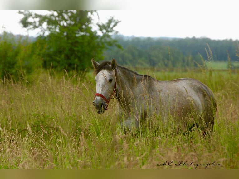 PRE Mare 3 years 15,2 hh Gray-Dapple in Polenz