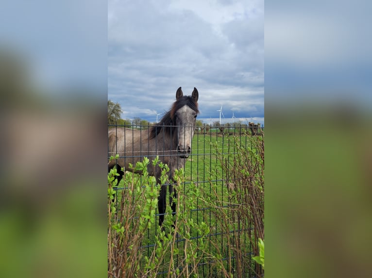 PRE Mix Mare 3 years 15,2 hh Gray in Hohen Pritz