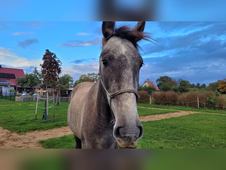 PRE Mix Mare 3 years 15,2 hh Gray in Hohen Pritz