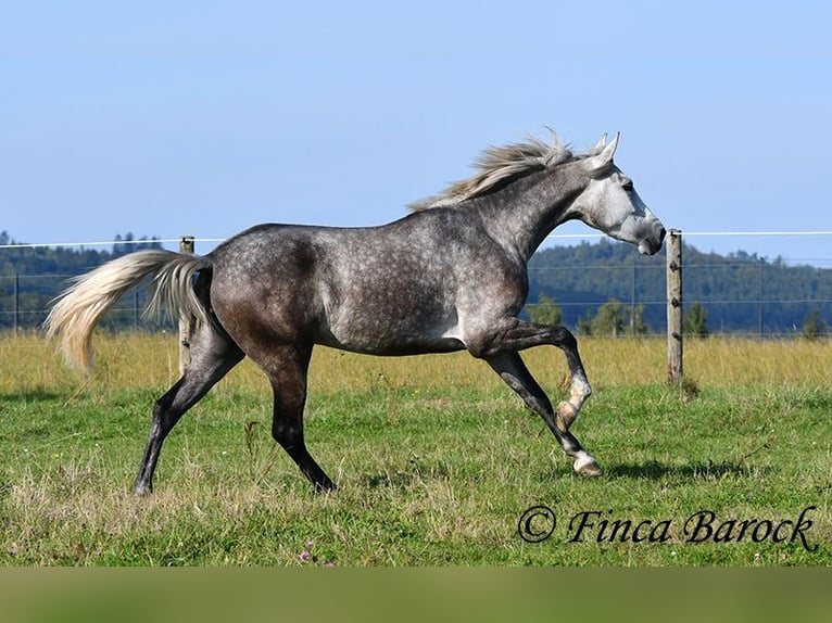 PRE Mix Mare 3 years 15,2 hh Grey in Wiebelsheim