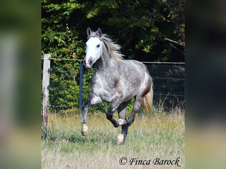 PRE Mix Mare 3 years 15,2 hh Grey in Wiebelsheim