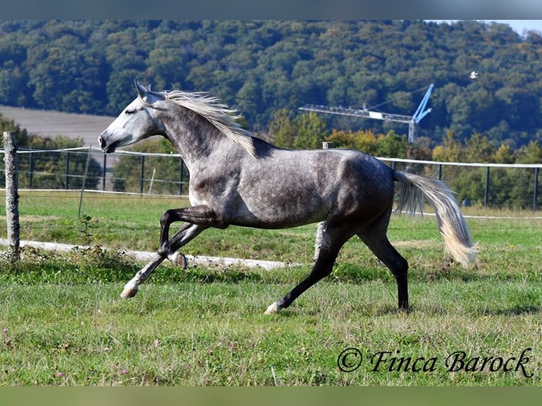PRE Mix Mare 3 years 15,2 hh Grey in Wiebelsheim