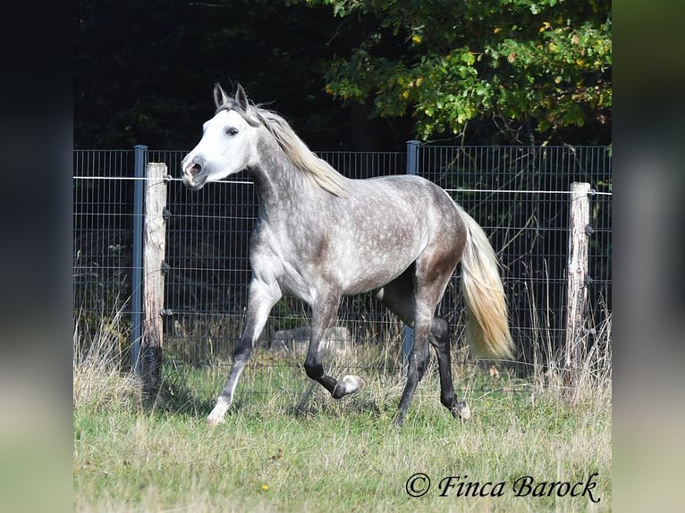 PRE Mix Mare 3 years 15,2 hh Grey in Wiebelsheim