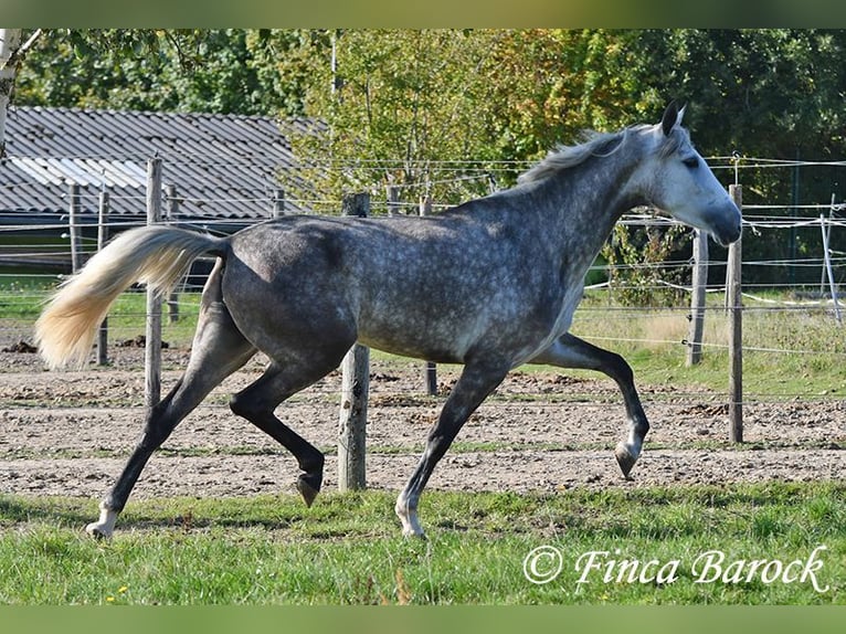 PRE Mix Mare 3 years 15,2 hh Grey in Wiebelsheim