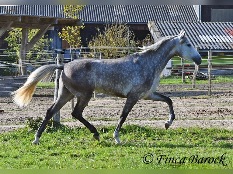 PRE Mix Mare 3 years 15,2 hh Grey in Wiebelsheim