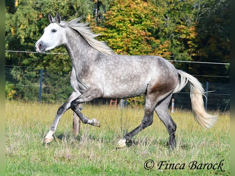 PRE Mix Mare 3 years 15,2 hh Grey in Wiebelsheim
