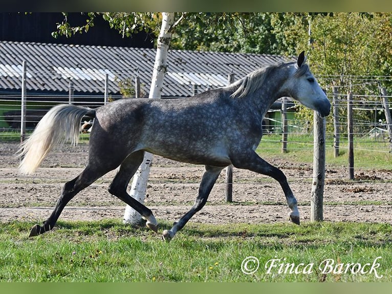 PRE Mix Mare 3 years 15,2 hh Grey in Wiebelsheim