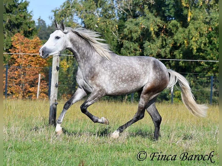 PRE Mix Mare 3 years 15,2 hh Grey in Wiebelsheim