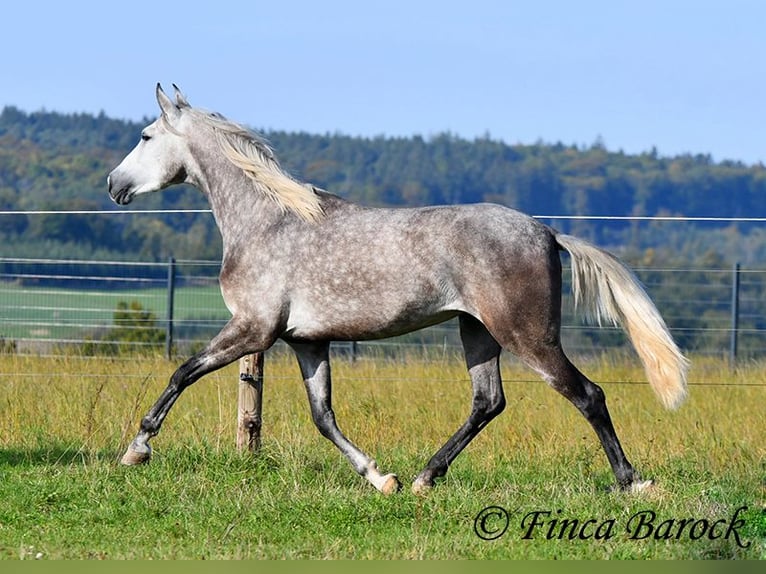 PRE Mix Mare 3 years 15,2 hh Grey in Wiebelsheim
