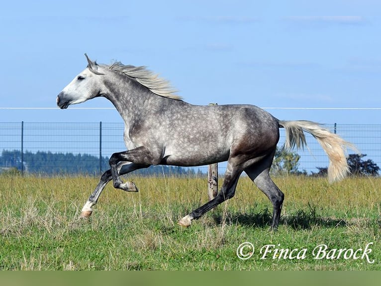 PRE Mix Mare 3 years 15,2 hh Grey in Wiebelsheim