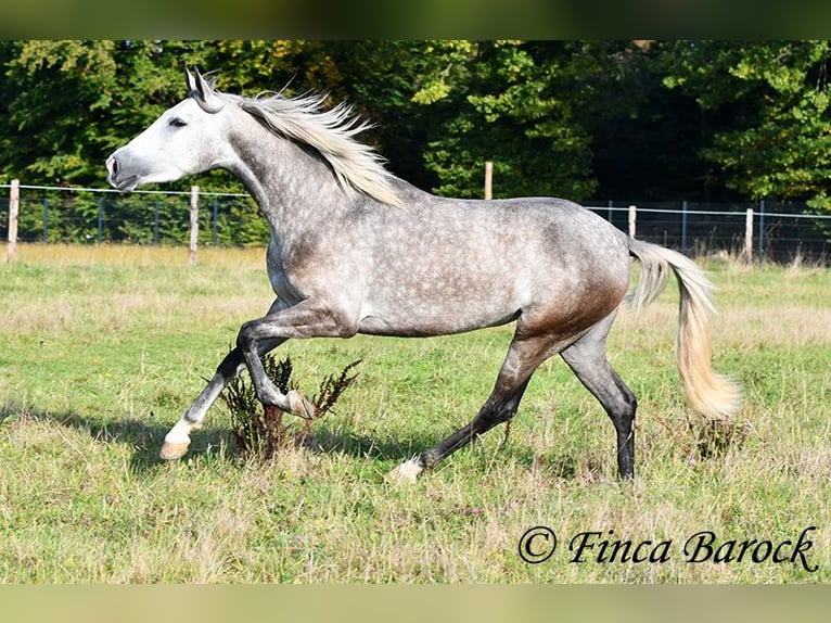 PRE Mix Mare 3 years 15,2 hh Grey in Wiebelsheim