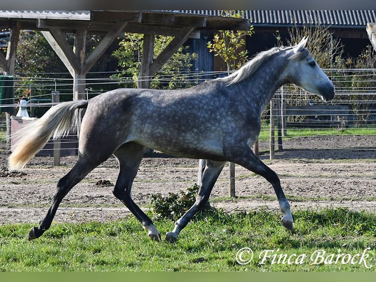 PRE Mix Mare 3 years 15,2 hh Grey in Wiebelsheim