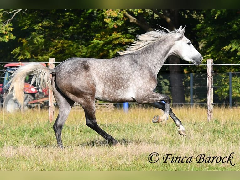 PRE Mix Mare 3 years 15,2 hh Grey in Wiebelsheim