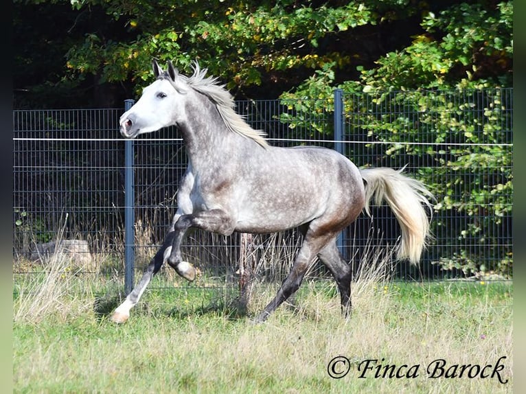 PRE Mix Mare 3 years 15,2 hh Grey in Wiebelsheim