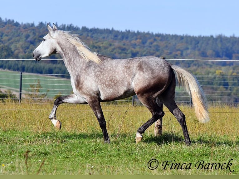 PRE Mix Mare 3 years 15,2 hh Grey in Wiebelsheim