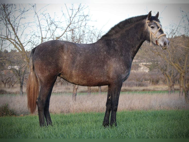 PRE Mix Mare 3 years 15,2 hh Grey-Blue-Tan in Valencia
