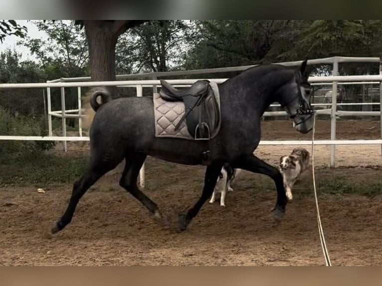 PRE Mix Mare 3 years 15,2 hh Grey-Blue-Tan in Valencia