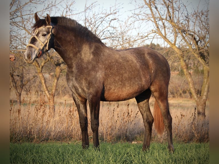 PRE Mix Mare 3 years 15,2 hh Grey-Blue-Tan in Valencia