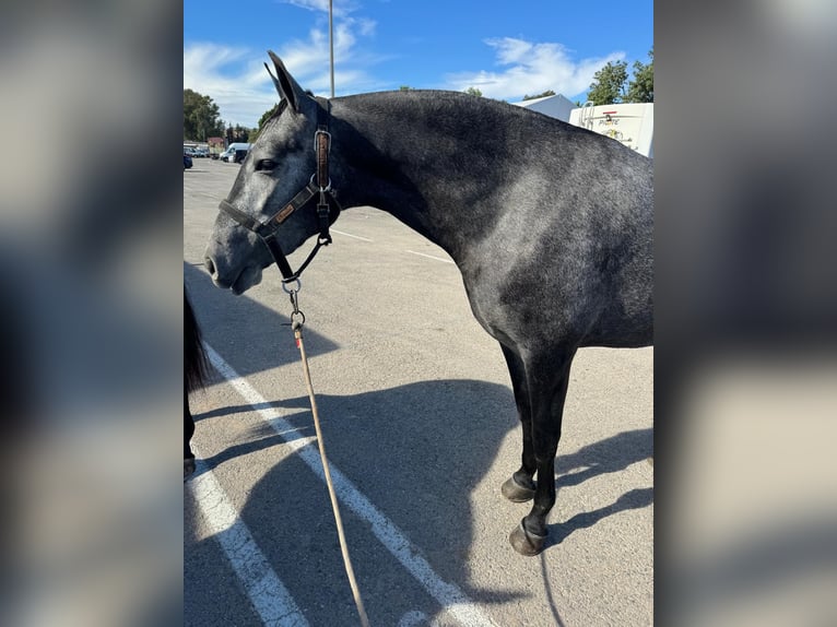 PRE Mix Mare 3 years 15,2 hh Grey-Blue-Tan in Valencia
