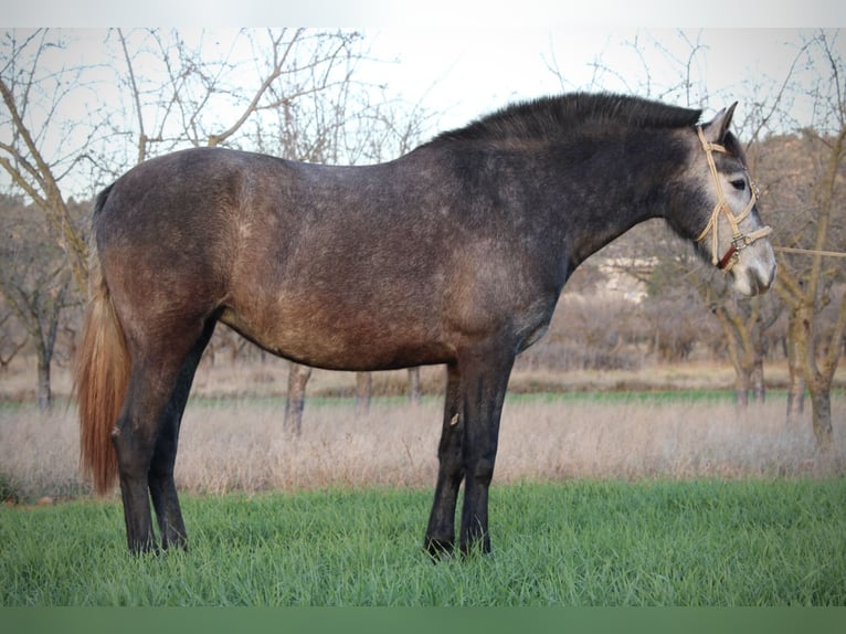 PRE Mix Mare 3 years 15,2 hh Grey-Blue-Tan in Valencia