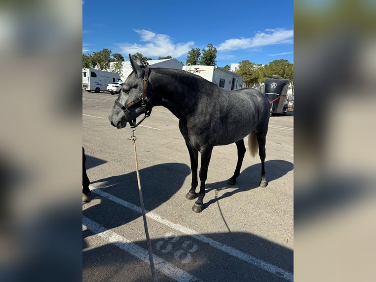 PRE Mix Mare 3 years 15,2 hh Grey-Blue-Tan in Valencia