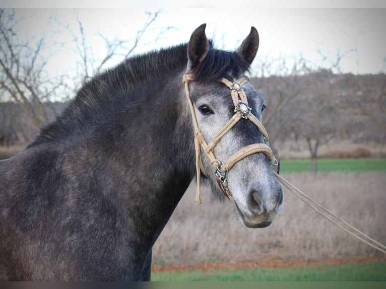 PRE Mix Mare 3 years 15,2 hh Grey-Blue-Tan in Valencia