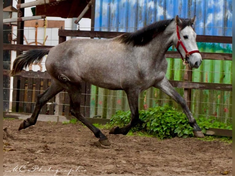 PRE Mare 3 years 15,2 hh Grey-Dapple in Polenz