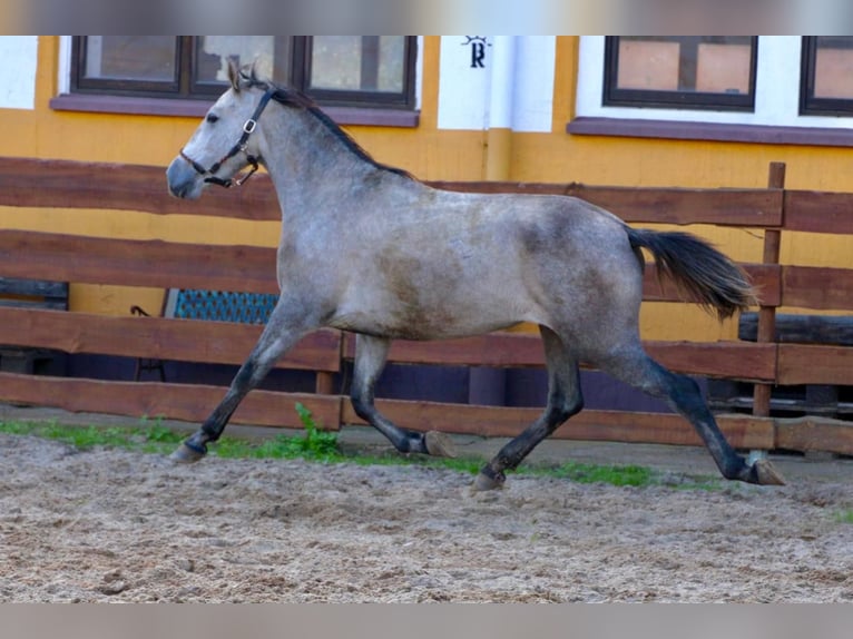 PRE Mare 3 years 15,2 hh Grey-Dapple in Polenz