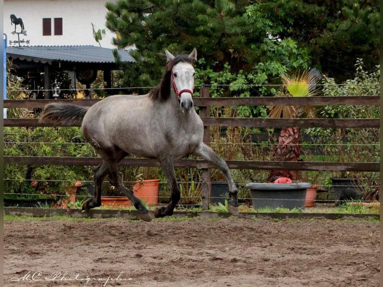 PRE Mare 3 years 15,2 hh Grey-Dapple in Polenz