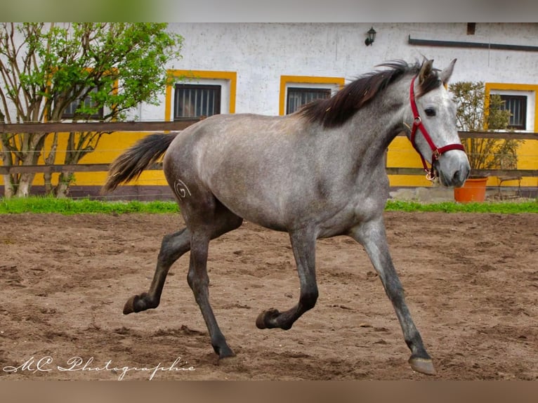 PRE Mare 3 years 15,2 hh Grey-Dapple in Polenz