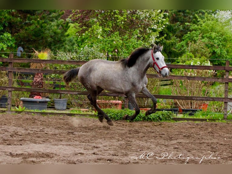 PRE Mare 3 years 15,2 hh Grey-Dapple in Polenz