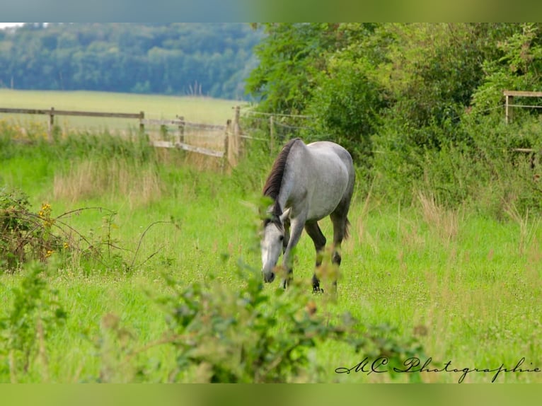 PRE Mare 3 years 15,2 hh Grey-Dapple in Polenz