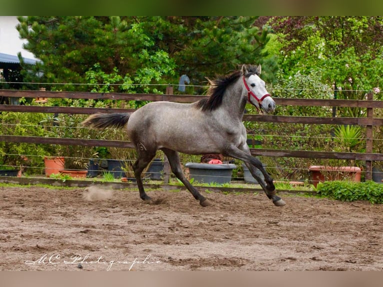 PRE Mare 3 years 15,2 hh Grey-Dapple in Polenz