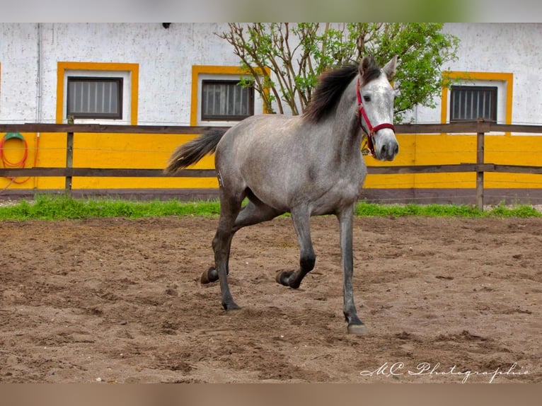 PRE Mare 3 years 15,2 hh Grey-Dapple in Polenz