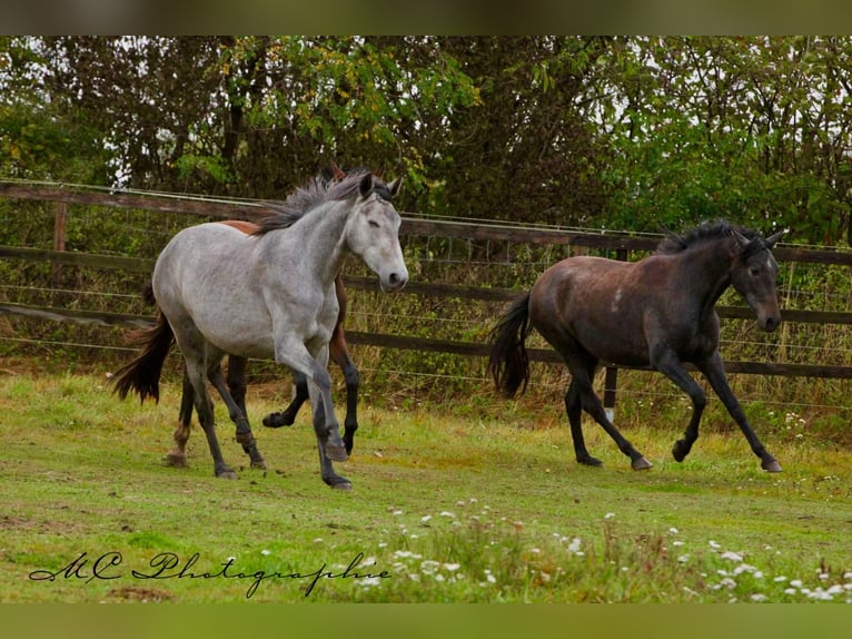 PRE Mare 3 years 15,2 hh Grey-Dark-Tan in Brandis