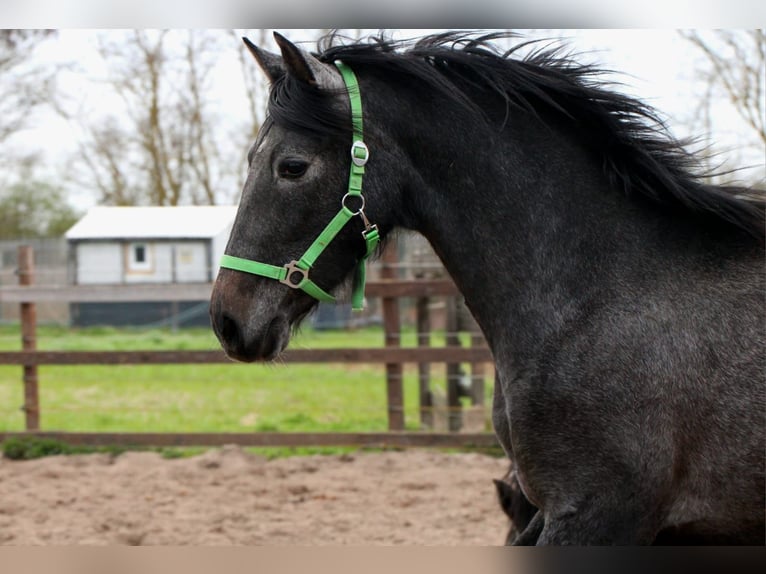 PRE Mare 3 years 15,2 hh Grey-Dark-Tan in Brandis