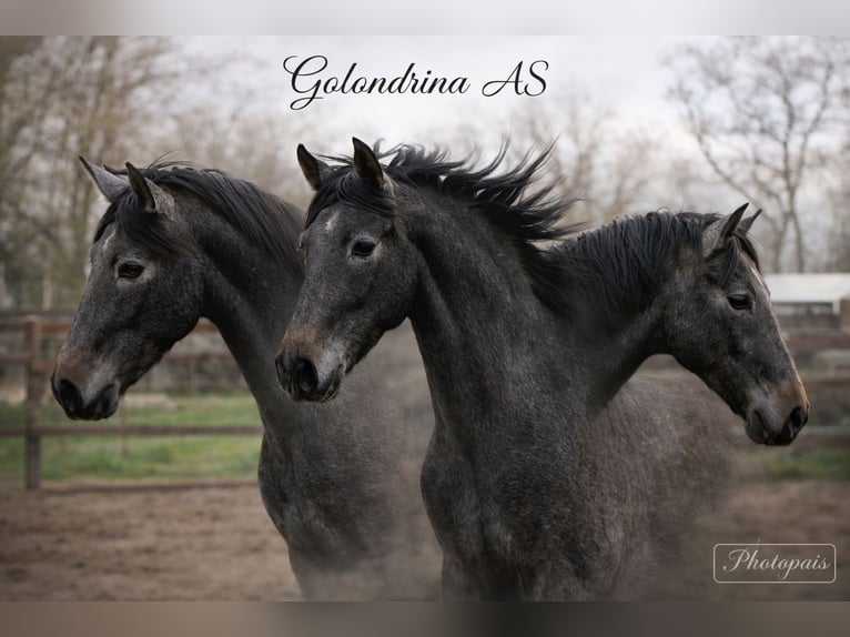 PRE Mare 3 years 15,2 hh Grey-Dark-Tan in Brandis