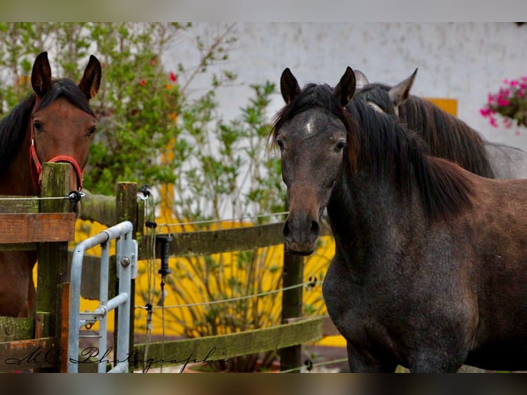 PRE Mare 3 years 15,2 hh Grey-Dark-Tan in Brandis