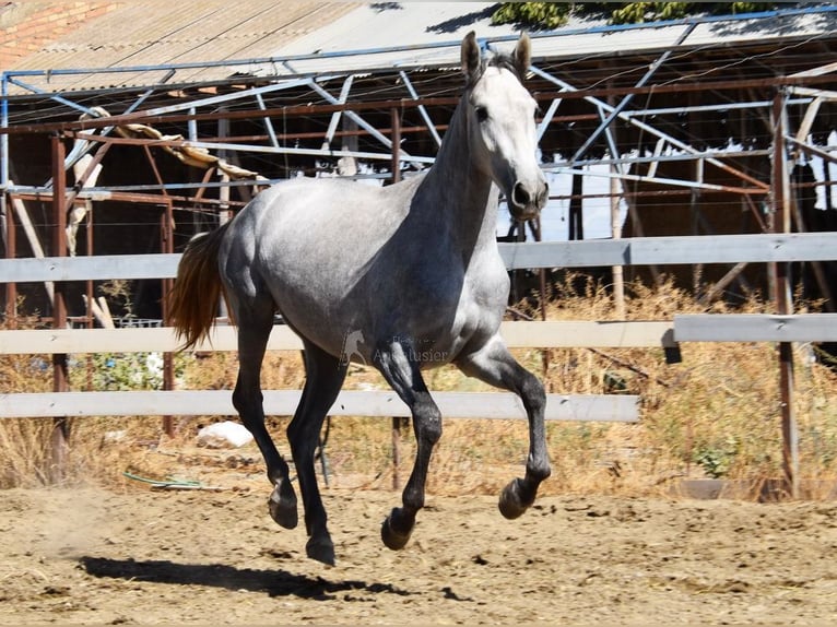PRE Mare 3 years 15,2 hh Grey in Provinz Granada