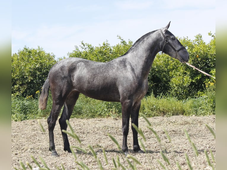 PRE Mix Mare 3 years 15,2 hh Grey in Alcantarilla