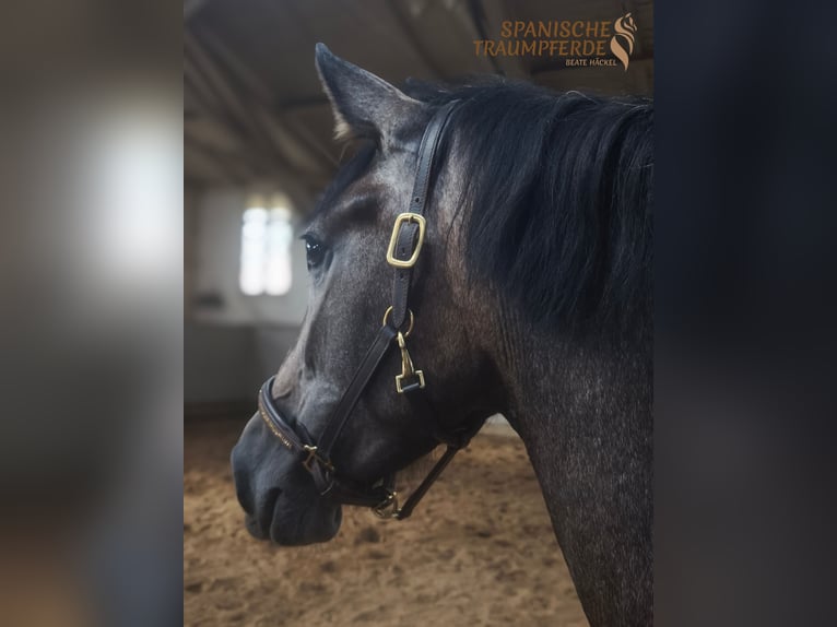 PRE Mix Mare 3 years 15,2 hh Grey in Stipsdorf