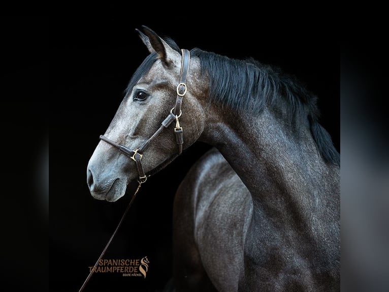 PRE Mix Mare 3 years 15,2 hh Grey in Stipsdorf