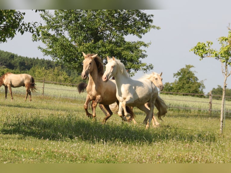 PRE Mix Mare 3 years 15,2 hh Pearl in Balingen