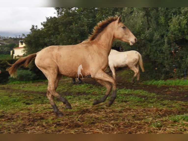 PRE Mix Mare 3 years 15,2 hh Pearl in Provinz Cordoba